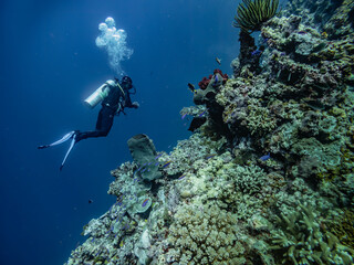 Naklejka na ściany i meble Scuba Diving underwater diversity