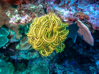 Scuba Diving underwater diversity