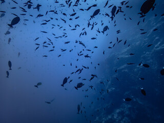 Scuba Diving underwater diversity