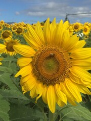 Obraz premium field of sunflowers
