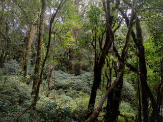  jungle in Doi inthanon national park Chiang mai Thailand