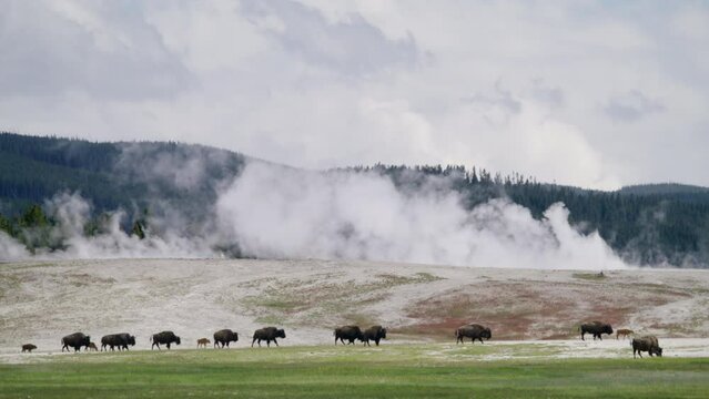 Big group of bison in Yellowstone park walking with their families with amazing geyser smoke irruption on the background. Beautiful landscape of the geyser park valley. Wyoming in USA 4K slow motion.