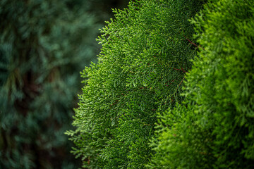 layer of Green Cypress Pine tree brackground