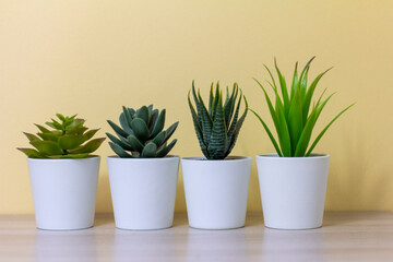 Indoor artificial plants, various succulents in pots. Succulents in white mini-pots. Ideas for home decoration.Copy space.
