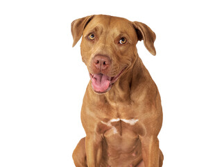 Cute brown dog. Close-up, indoors. Studio photo, isolated background. Day light. Concept of care, education, obedience training and raising pets