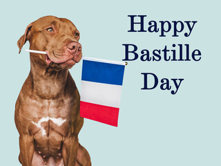 Happy Bastille Day. Lovable, pretty dog and French Flag. Closeup, indoors. Studio photo....