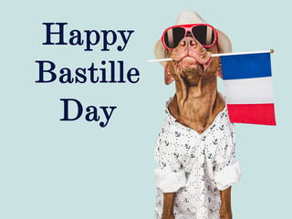 Happy Bastille Day. Lovable, pretty dog and French Flag. Closeup, indoors. Studio photo. Congratulations for family, loved ones, relatives, friends and colleagues. Pets care concept