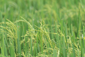 Paddy rice fields in farm.
