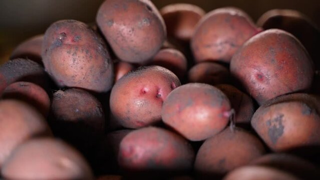 Unpeeled red potatoes close up. Warehouse food storage