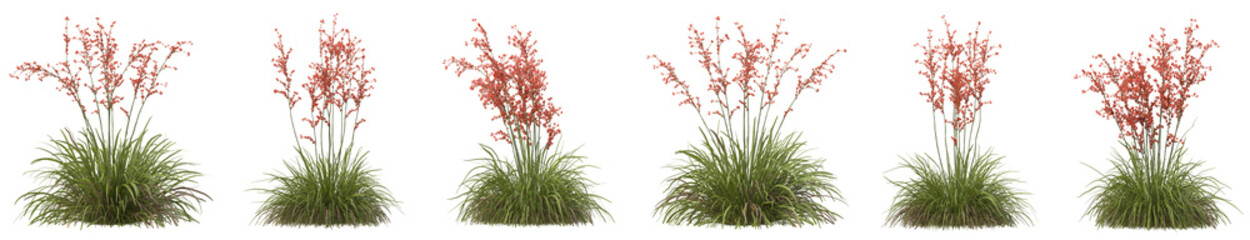 Set of Hesperaloe parviflora plants with isolated on transparent background. PNG file, 3D rendering illustration, Clip art and cut out