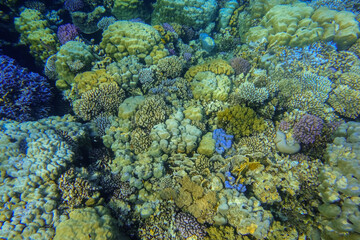 Naklejka na ściany i meble amazing different colorful coral reef during diving on vacation at the sea