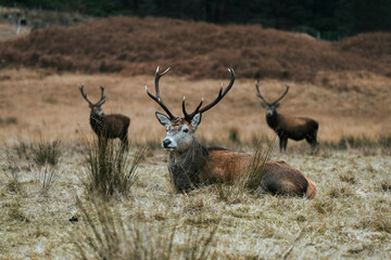 Naklejka na ściany i meble Deer in a field in Scotland