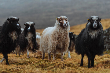 Herd of Faroe sheep at the Faroe Islands
