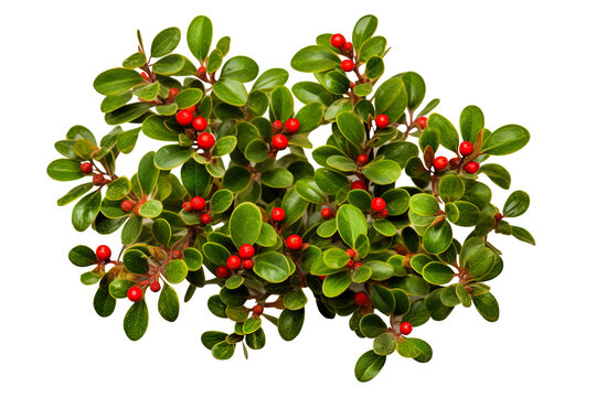 A green bright leaf of a deciduous cotoneaster shrub with ripe red berries on a white background. Generative AI
