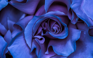Background of blue roses. Macro flowers backdrop for holiday design