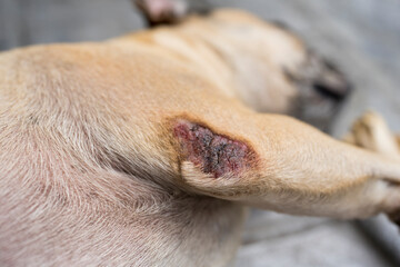 French bulldog with elbow calluses cause red, inflamed, sore skin and rash lying on the floor