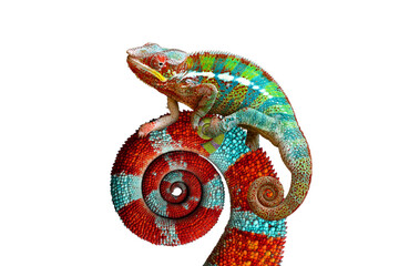 The panther chameleon on isolated background