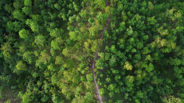 Mountains and green forest in the evening, bird's eye view, Drone, 4k