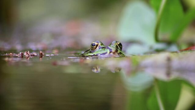 Big green frog in garden pond close-up at the water surface shows frog eyes in garden biotope in macro view and idyllic habitat for amphibians mating in spring waiting for insects beneficial animal
