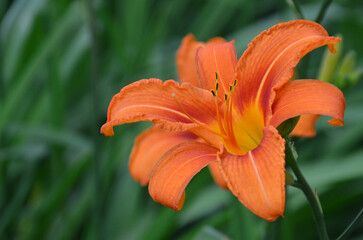 Orange blooming Lilium bulbiferum ' fire lily' close up photo. Gardening concept. Free copy space