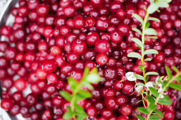 Ripe juicy cranberries with twigs, close-up