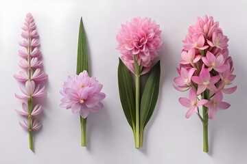 pink flowers in different style isolated on white transparent background , flowers are pink  orchid , top view