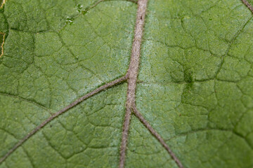 closeup detailed macro shot of a green leaf