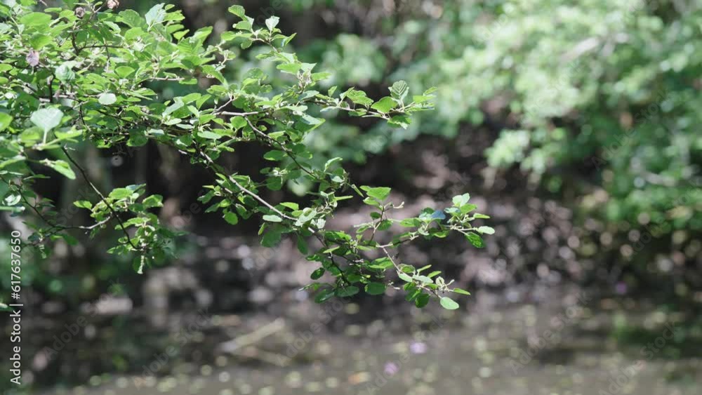 Poster the leaves and branch of tree overhangs and moves slowly in the breeze