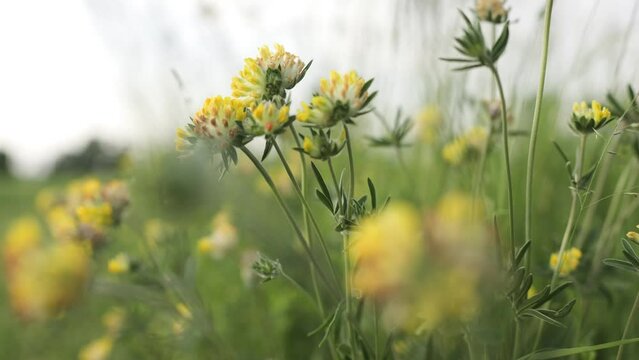 A field of yellow flowers in the wind.