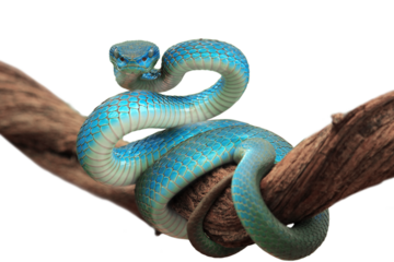 Blue viper snake closeup face, viper snake, blue insularis, Trimeresurus Insularis, animal closeup, viper snake with white background