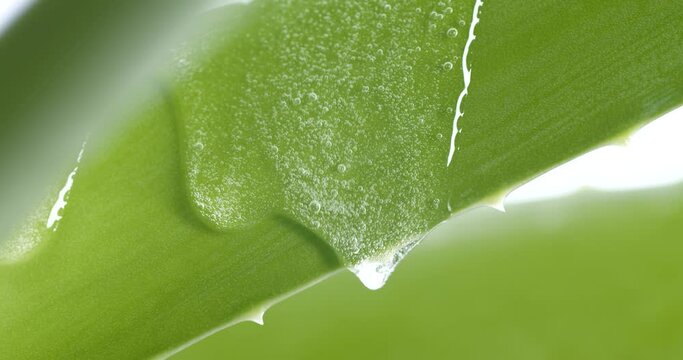 Macro transparent aloe vera cream texture, serum gel cosmetic mask on green leaf