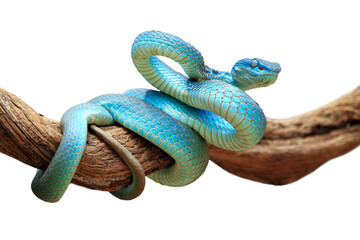 Blue viper snake closeup face, viper snake, blue insularis, Trimeresurus Insularis, animal closeup,...
