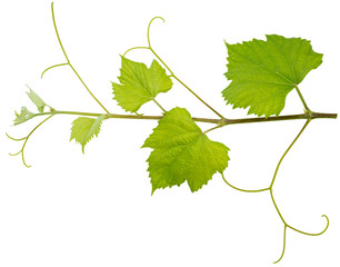 Grape leaf on white bacground, Green Greape leaf Isolate on white with clipping path.
