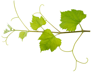 Grape leaf on white bacground, Green Greape leaf Isolate on white with clipping path.