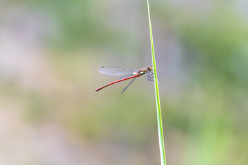 Dragonfly - Odonata with outstretched wings on a blade of grass. In the background is a beautiful bokeh created by an  lens