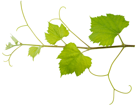 Grape leaf on white bacground, Green Greape leaf Isolate on white with clipping path.