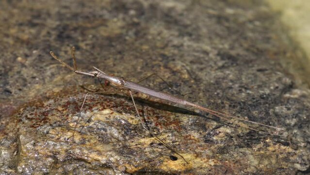 Water Stick Insect - Ranatra linearis is a species of aquatic bug in the Nepidae family. Czech Republic wildlife