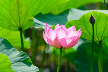 Obraz premium 古代蓮の陽差し