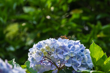 紫陽花の群生地にやってきたトンボ