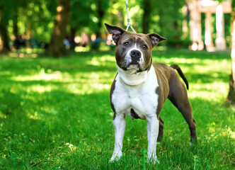 A dog of the breed American Staffordshire terrier stands on the background of a blurred green park. The girl is four years old. She is kept on a leash. The photo is blurred