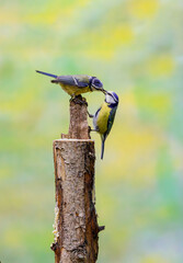 Close up of a pair of Blue Tits, Cyanistes caeruleus, hanging from a tree trunk and luring each other by offering food as part of a mating ritual against a soft yellow blurred background