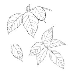 Collection decorative garden rose leaves. Vector illustration. Isolated linear hand drawn plants for design, decor and decoration.