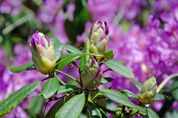 Purple rhododendron flower buds close up