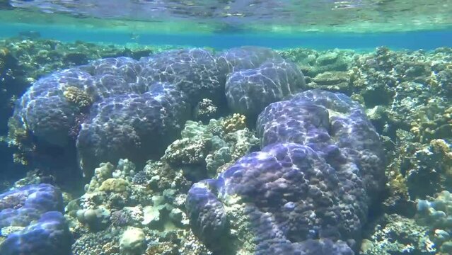 large lilac corals with bautiful water during diving in the red sea