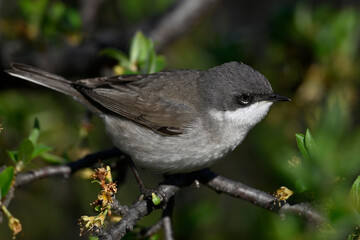 Klappergrasmücke // Lesser whitethroat (Sylvia curruca / Curruca curruca)
