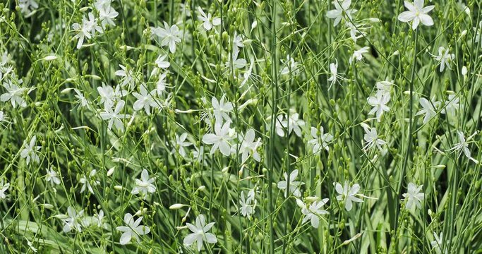 Branched St. Bernard's lily on slender-tall stems carrying starry white flowers through much of the summer over clumps of narrow, green leaves swaying in the wind
