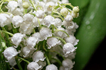 bouquet of beautiful lily of the valley flowers with transparent water drops, selective focus, close-up