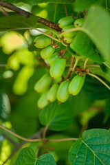 actinidia berries in the garden