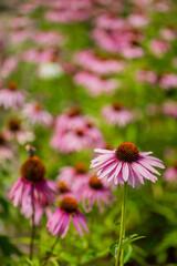 Purple coneflower (Echinacea purpurea) in the garden
