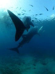 whaleshark feeding underwater by fisherman scuba divers and snorkellers around